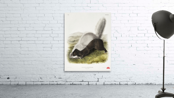Texan Skunk Mephitis mesoleuca  Wall Preview