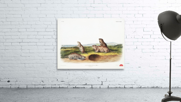 Camas Rat Pseudostoma Borealis  Wall Preview