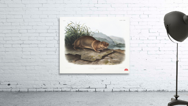 Sewellel Aplodontia leporina  Wall Preview