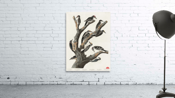 Marias Woodpecker Wall Preview