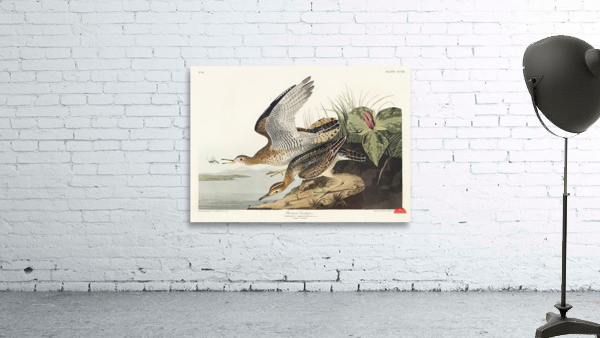 Bartram Sandpiper Wall Preview