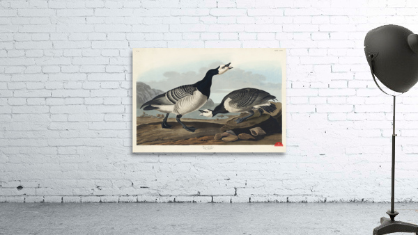 Barnacle Goose Wall Preview