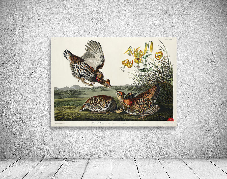 Wandering Shearwater Wall Preview