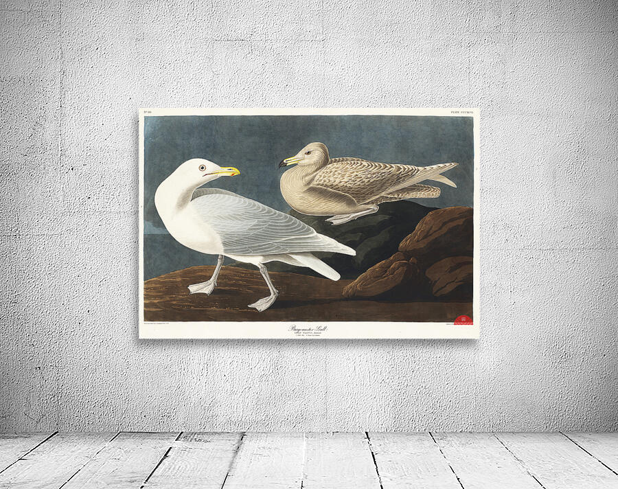 Burgomaster Gull Wall Preview