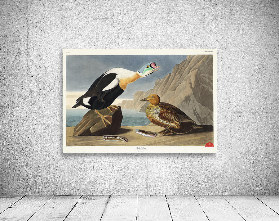 King Duck Wall Preview