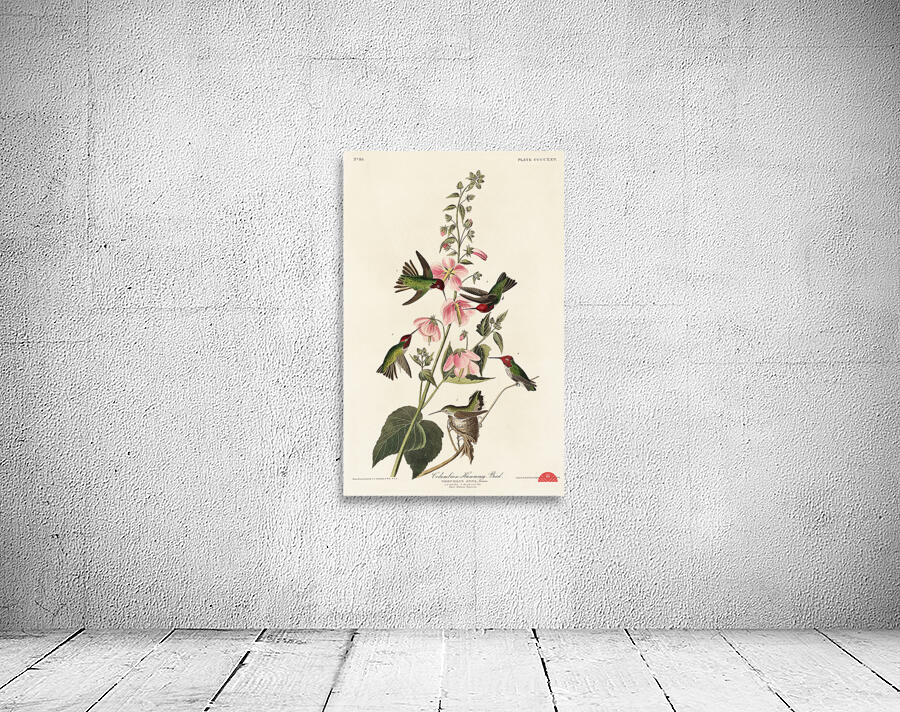 Columbian Humming Bird Wall Preview