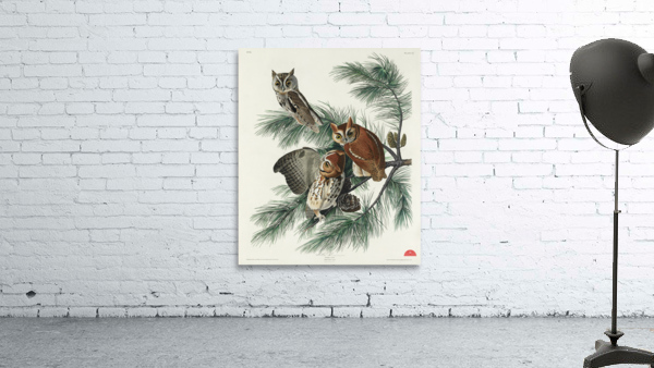 Little Screech Owl Wall Preview