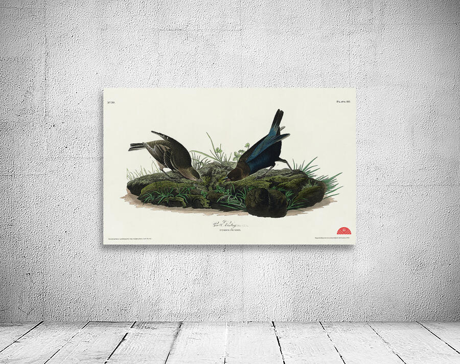 Cow-pen Bird Wall Preview