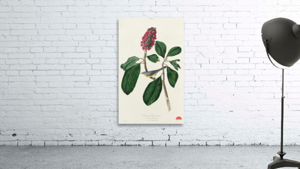 Bonapartes Flycatcher Wall Preview