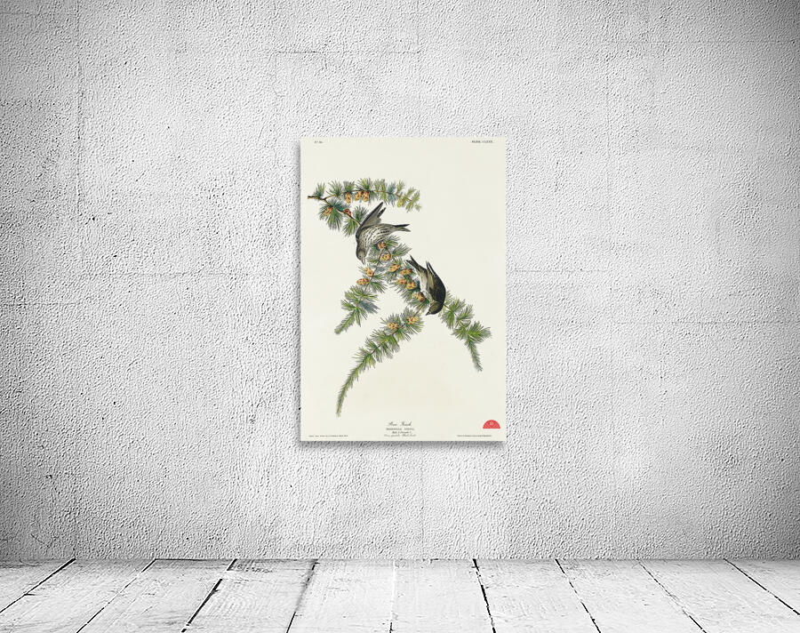 Pine Finch Wall Preview