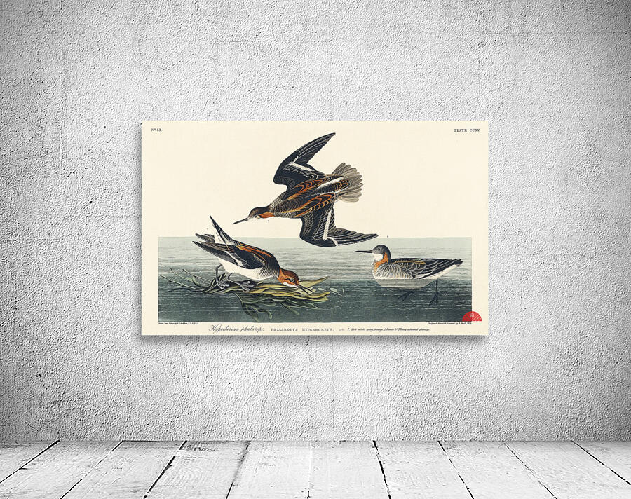 Hyperborean phalarope Wall Preview