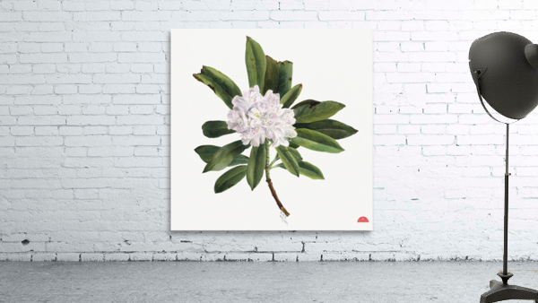 Rhododendron Rhododendron maximum 1880 Wall Preview