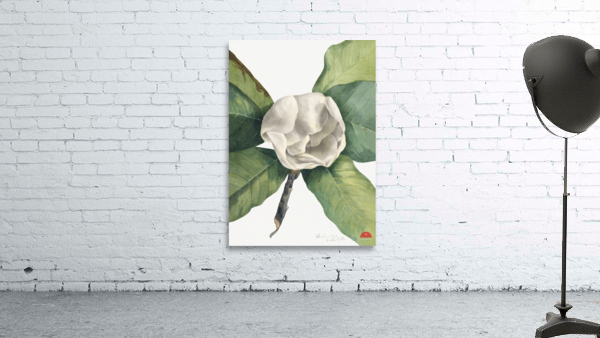 Southern Magnolia Magnolia grandiflora 1918 Wall Preview