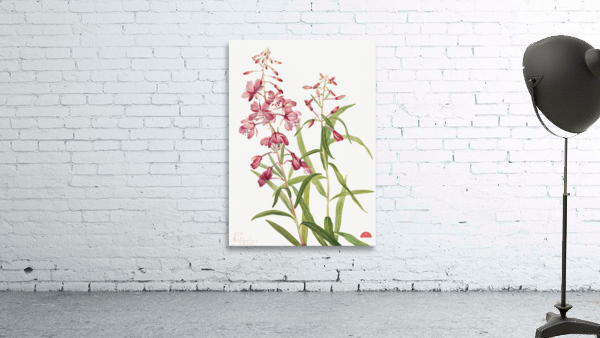 Fireweed Epilobium angustifolium 1902 Wall Preview