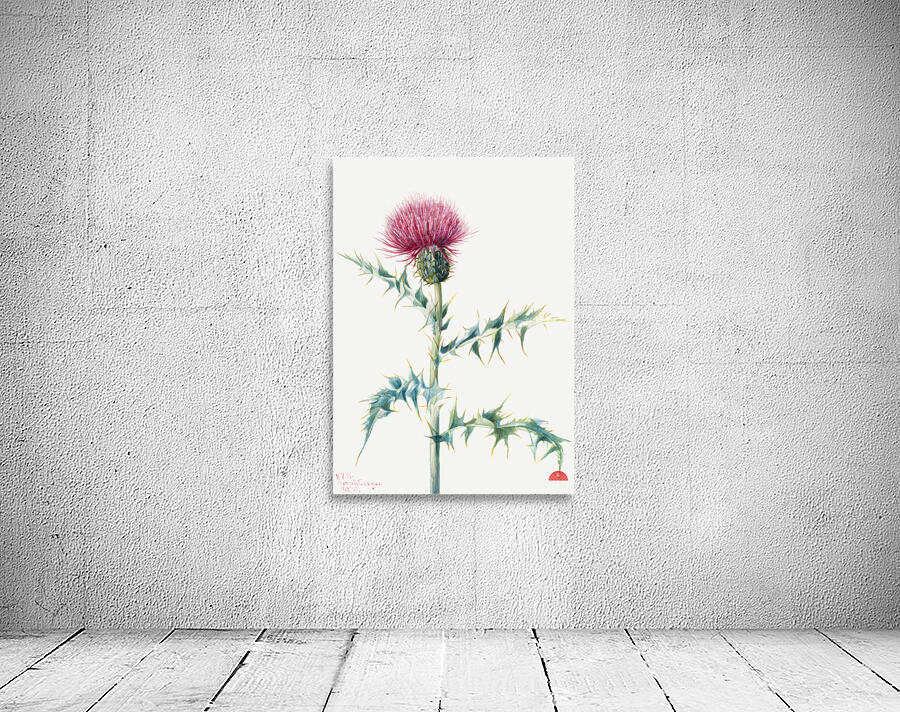 Thistle Cirsium arizonica 1938 Wall Preview