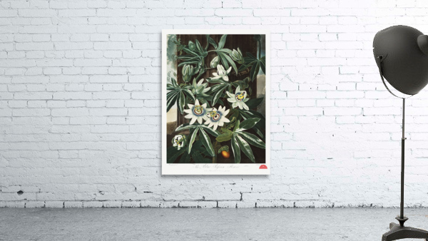 The Passiflora Cerulea Wall Preview