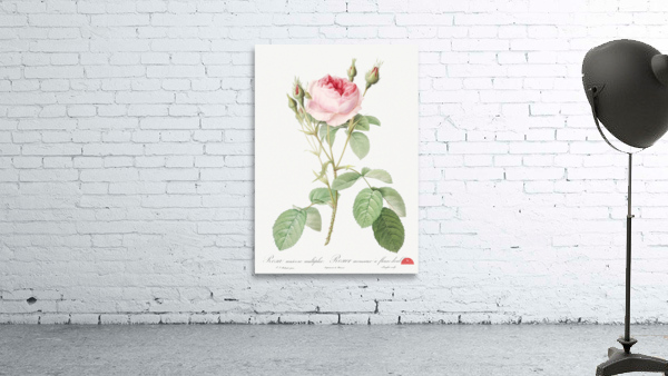 Vintage rosebush Wall Preview