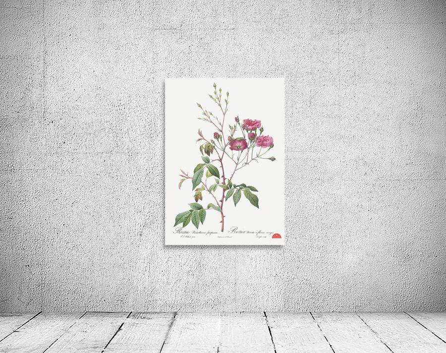 Pink noisette roses Wall Preview