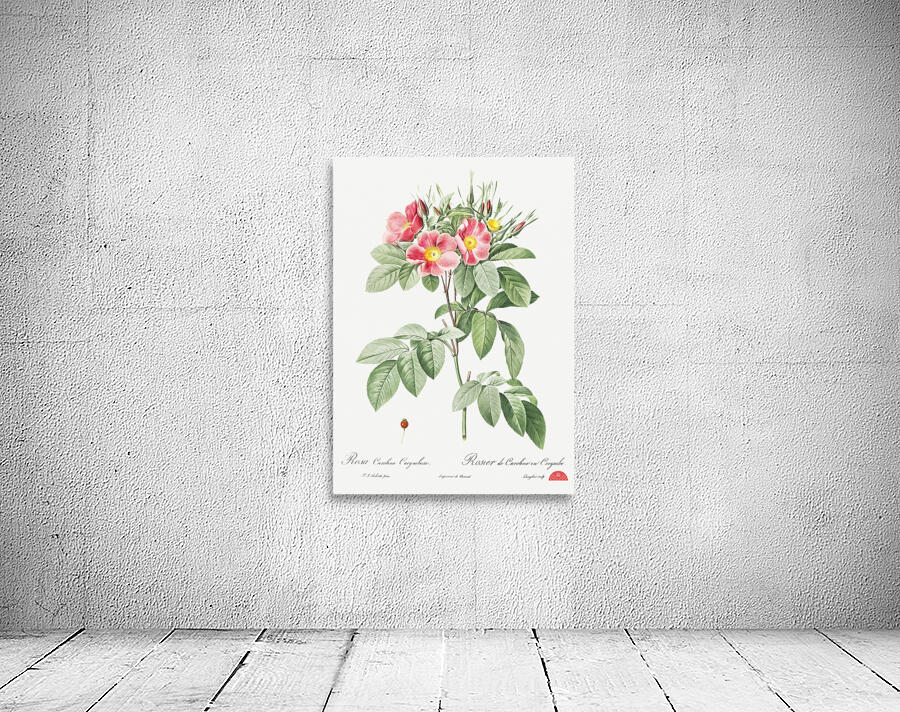 Blooming pink rosebush Wall Preview