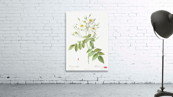 Vintage musk rose Wall Preview