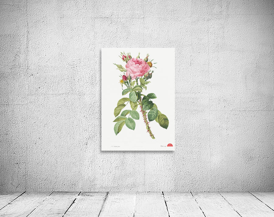 Pink rose in bloom Wall Preview