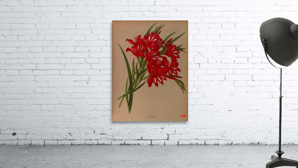 Album van Eeden : Haarlems flora : 1872-1881 Wall Preview