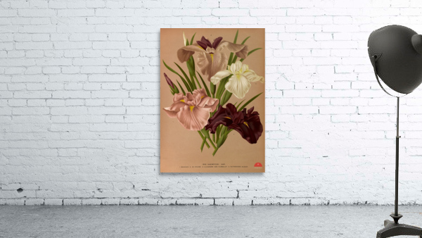 Album van Eeden : Haarlems flora : 1872-1881 Wall Preview