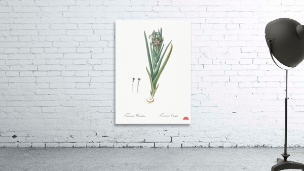 Ferraria illustration  Wall Preview