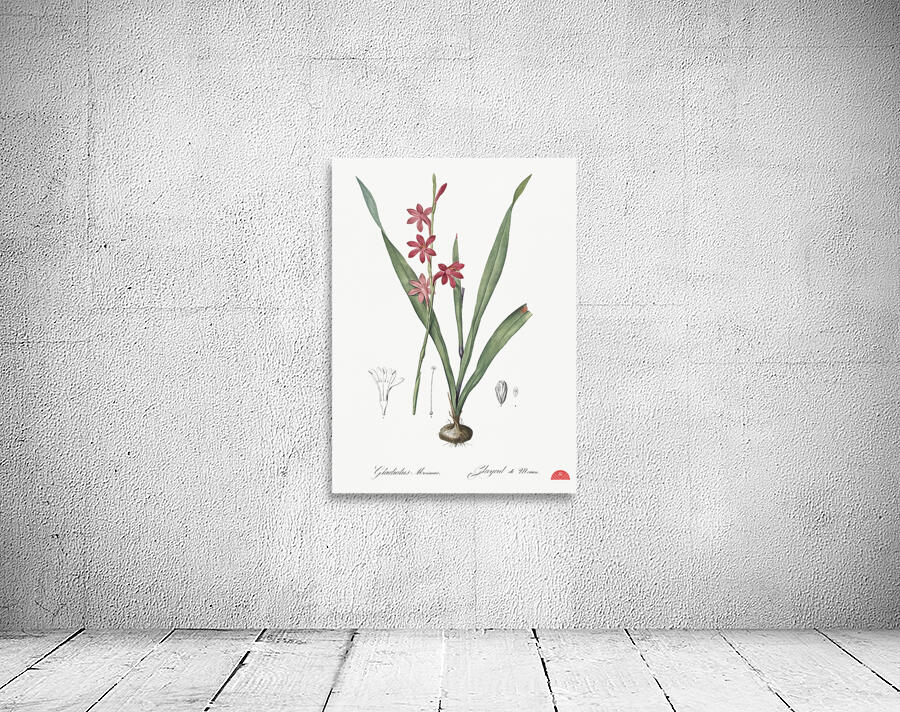 Watsonia illustration  Wall Preview