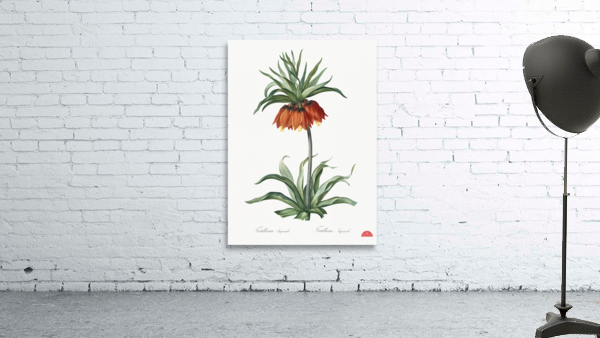Fritillaries illustration  Wall Preview