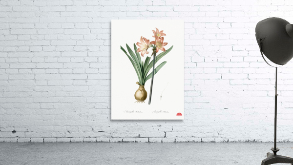 Amaryllis Belladonna illustration  Wall Preview