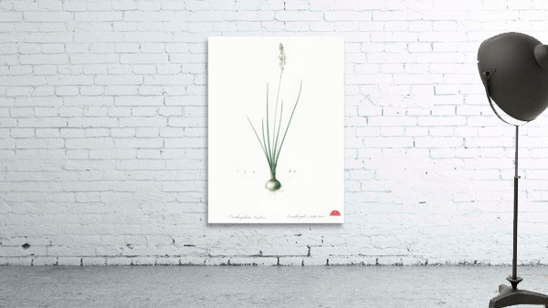 Ornithogalum tenuifolium illustration  Wall Preview