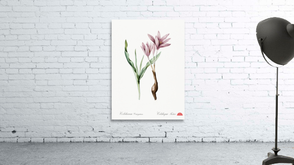 Autumn crocus illustration  Wall Preview