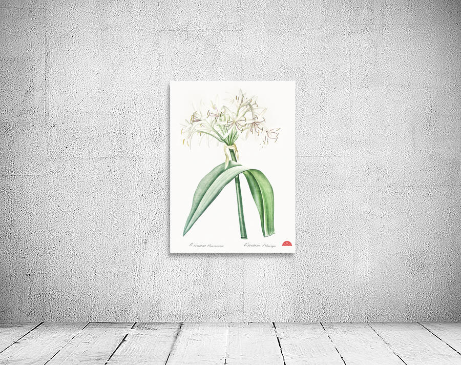 Florida swamp-lily illustration  Wall Preview