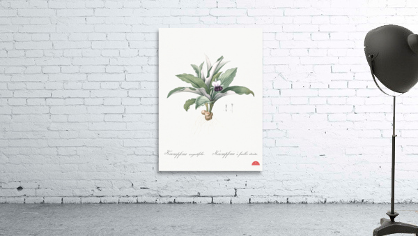 Kaempferia angustifolia illustration  Wall Preview