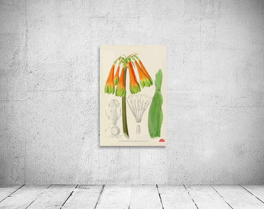 Cyrtanthus Obliquus Wall Preview