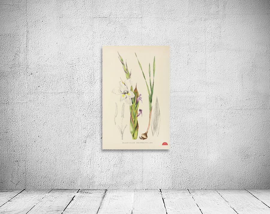 Gladiolus Rehmanni Wall Preview