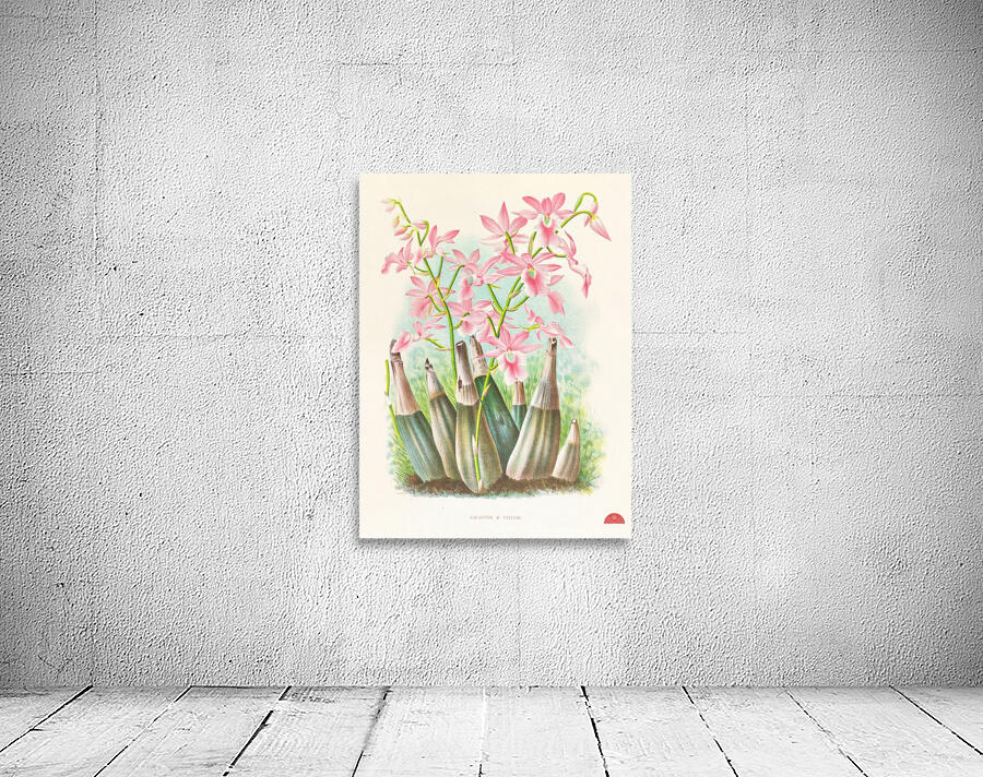 Calanthe veitch Wall Preview