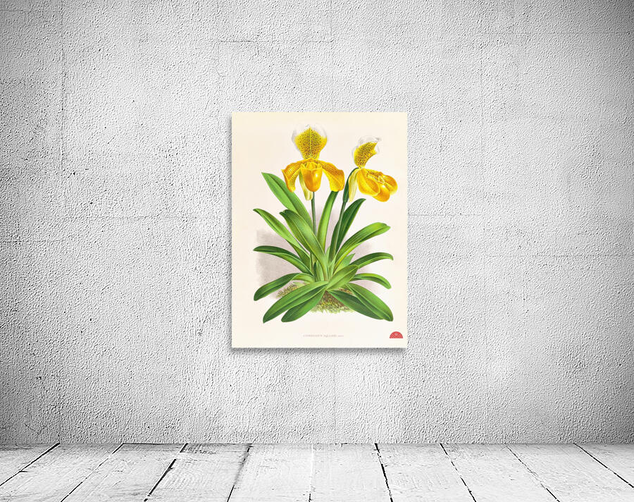 Cypripedium sallieri Wall Preview