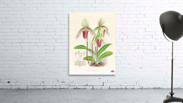 Cypripedium superbiens  Wall Preview