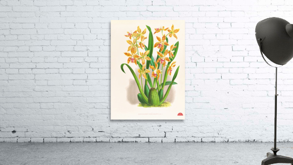 Odontoglossum schillerianum Wall Preview