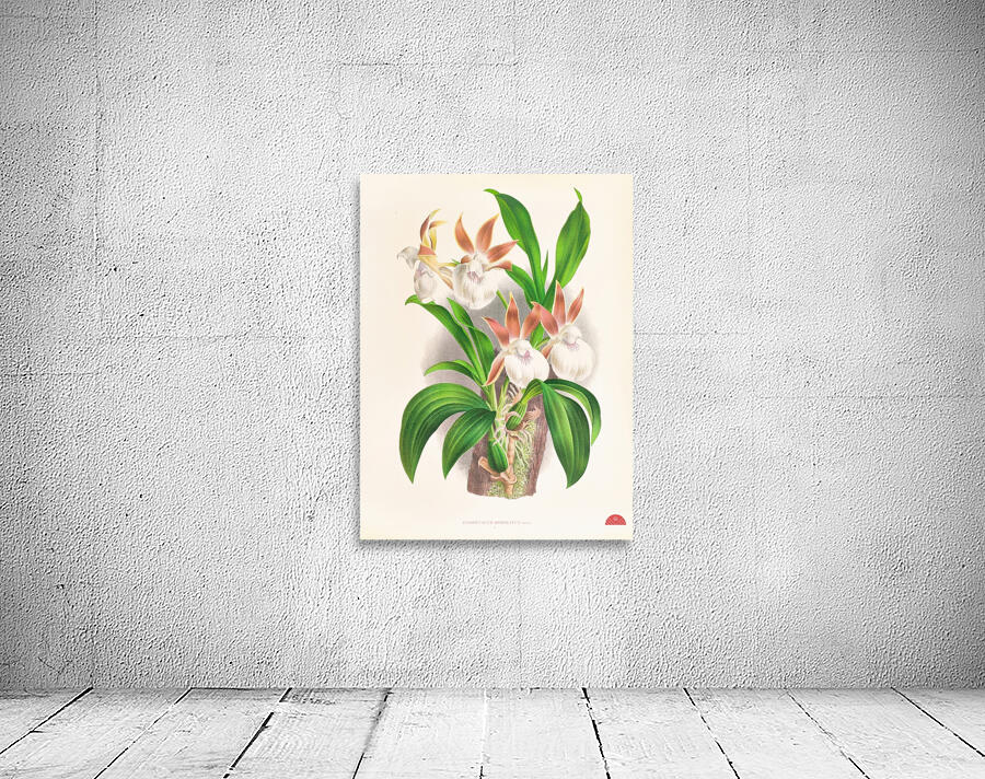 Zygopetalum rostratum Wall Preview