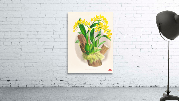 Oncidium warscewiczi Wall Preview