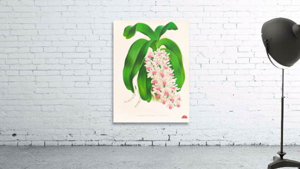 Saccolabium giganteum var illustre Wall Preview