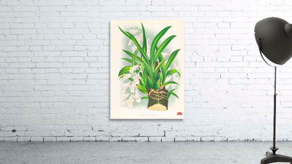 Rodriguezia refracta Wall Preview