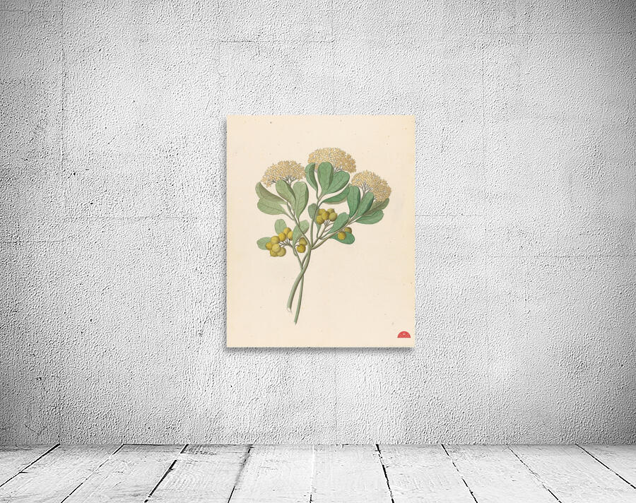 Pentandria Mon. [Pittosporum viridiflorum] 1817 Wall Preview