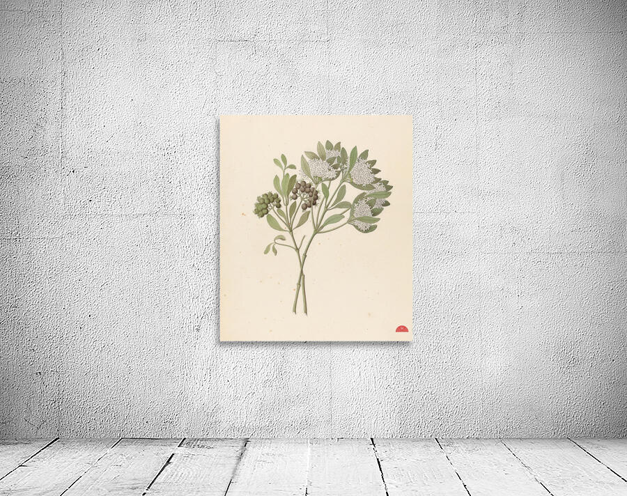 Pavetta caffra [Pavetta lanceolata] 1817 Wall Preview