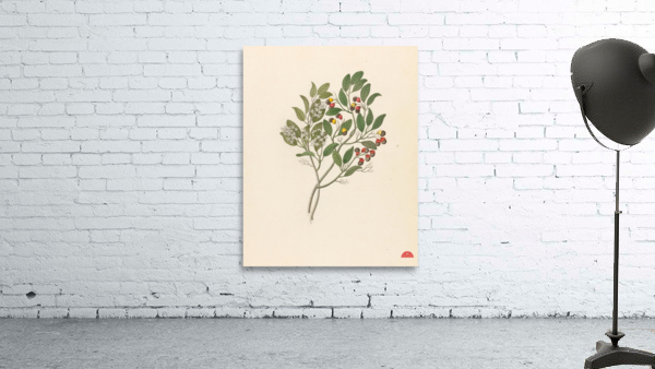 Celastrus [Apodytes dimidiata] 1817 Wall Preview