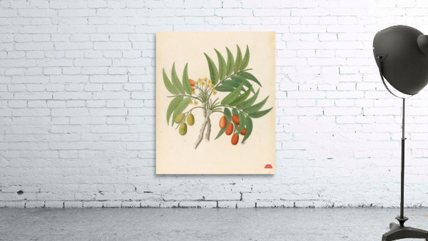 Decandria Mon. [Harpephyllum caffrum] 1817 Wall Preview