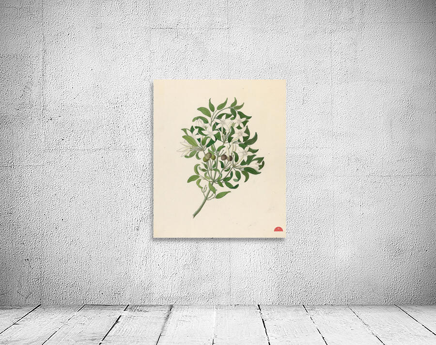 Jasminum angulare 1817 Wall Preview